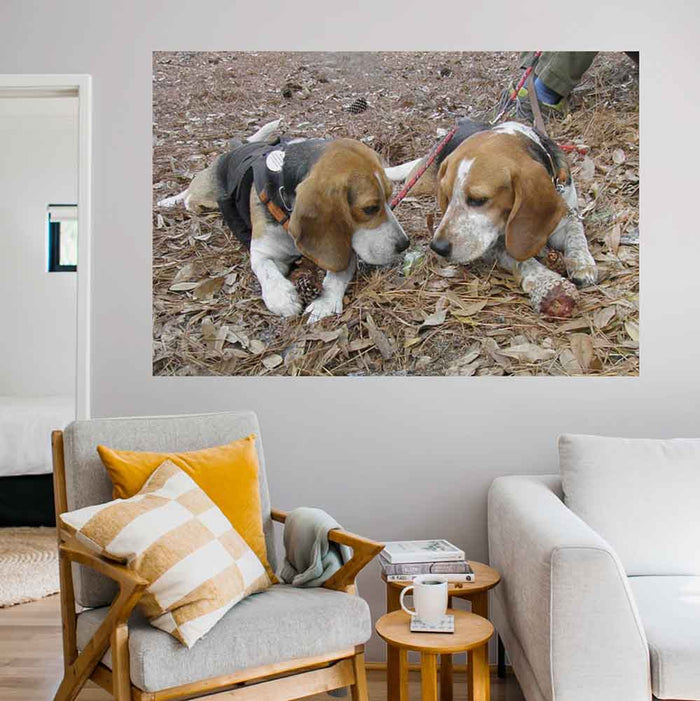 60 inch Twins Wall Decal Installed In Living Area