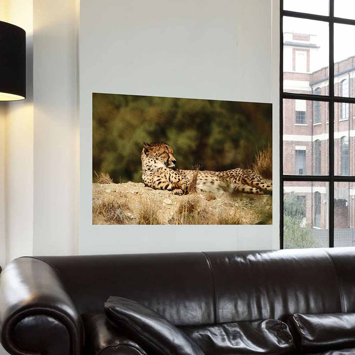 24x36 inch Relaxed Cheetah Decal Installed Near Window
