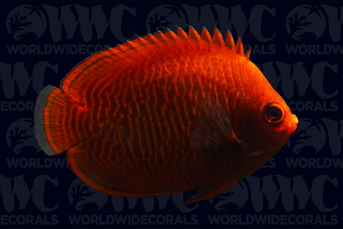 Golden Dwarf Angelfish - Indonesia