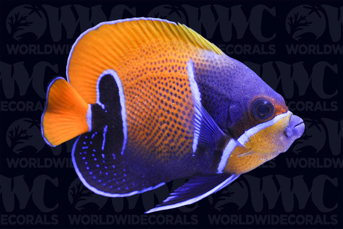 Majestic Blue Girdled Angelfish - Adult - Philippines