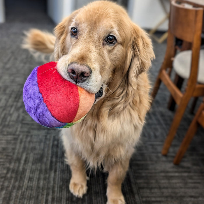 Dog playing with Mini Beach Ball Plush Toy