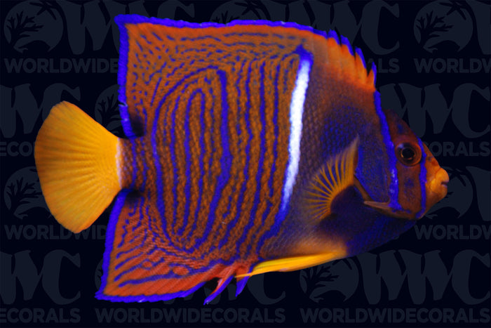 Passer Angelfish - Adult - Costa Rica