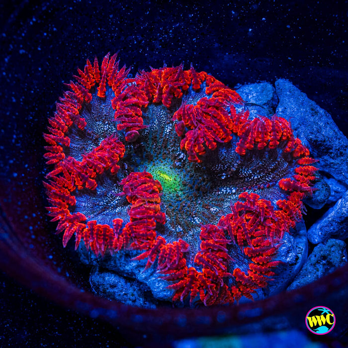 Ring of Fire Flower Anemone