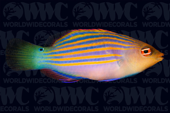Six Line Wrasse- Philippines