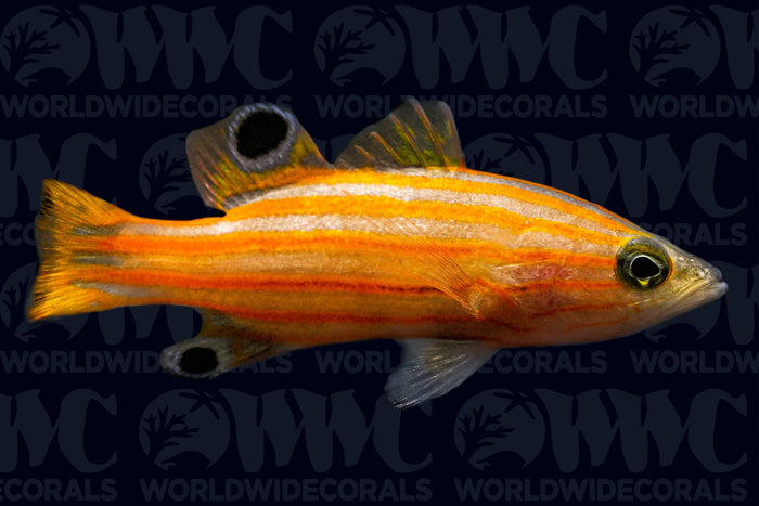Swalesi Basslet - Philippines