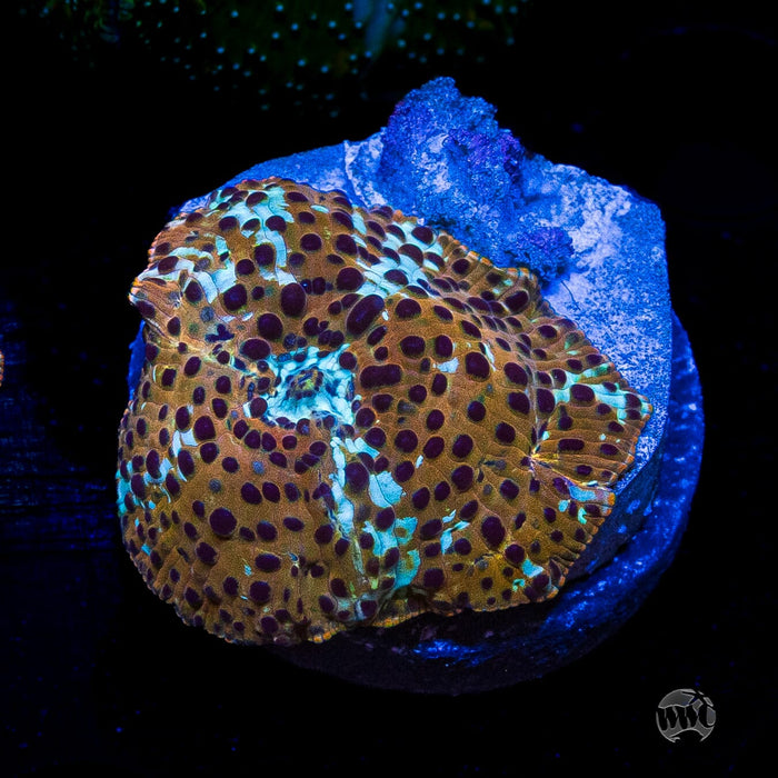Tiger Eye Disco Mushroom