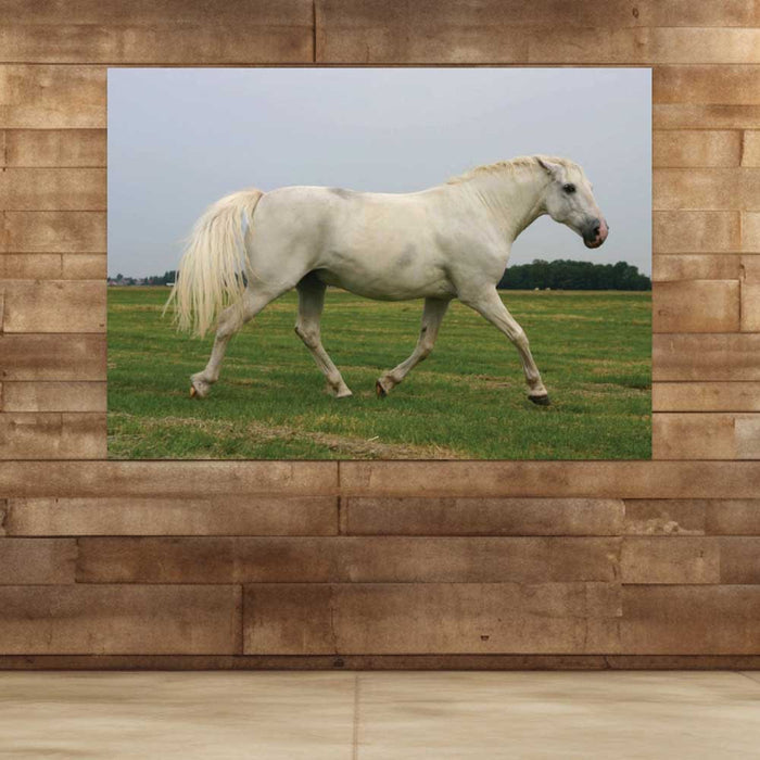 72 inch White Mustang Decal Installed on Wall