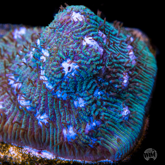 WWC Ice Sheet Lithophyllon Coral