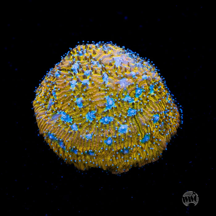 WWC Tiger Eye Lithophyllon