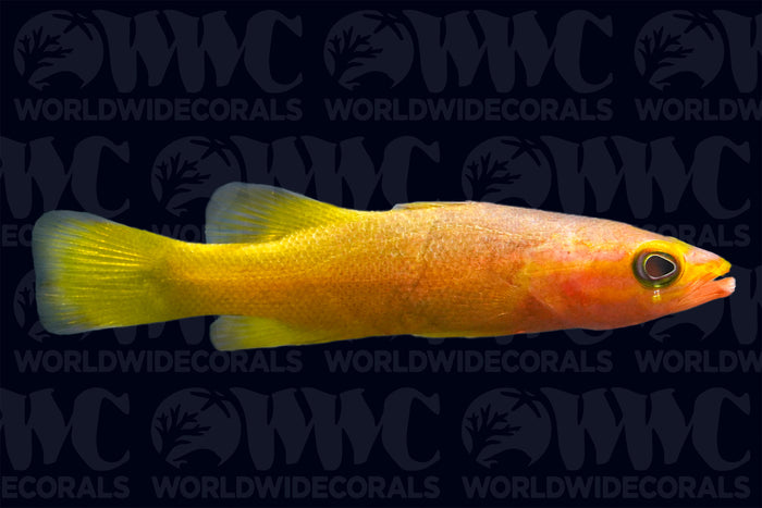 Yellowtail Reef Basslet - Philippines