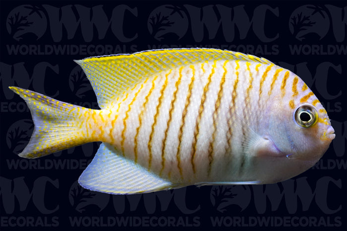 Zebra Swallowtail Angelfish - Male - Indonesia