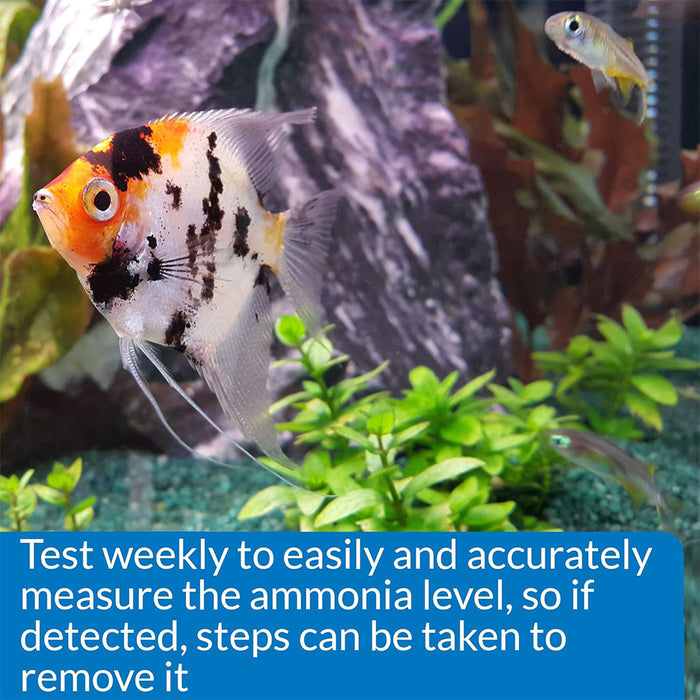 Fish in an aquarium setup
