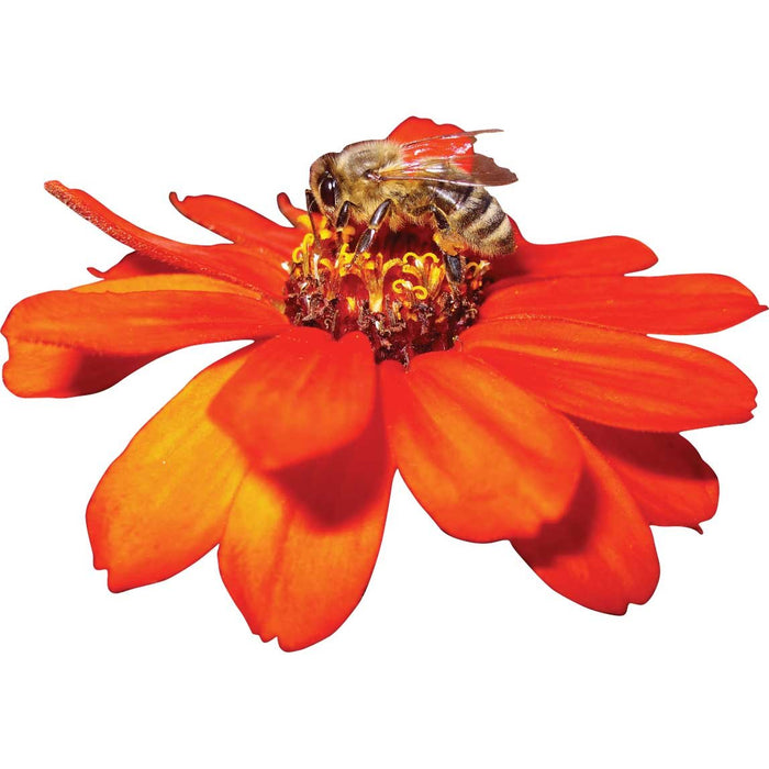 Pollen Nation Die-Cut Wall Decal Printed | Wallhogs