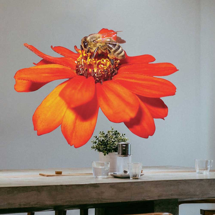 48 inch Pollen Nation Die-Cut Decal Installed in Kitchen