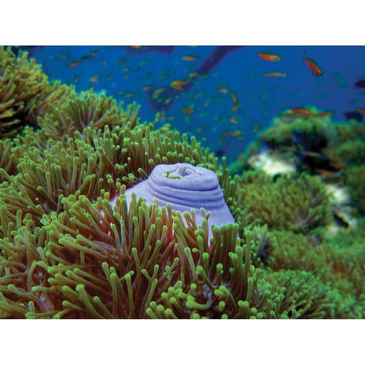 Scuba Snak Sea Bed Wall Decal Printed | Wallhogs