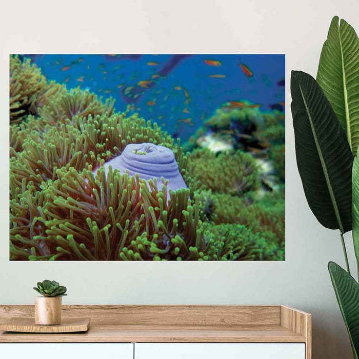 24 inch Scuba Snack Sea bed Decal Installed Above Counter