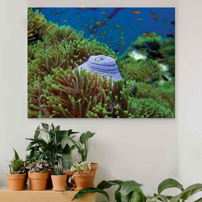 36 inch Scuba Snack Sea bed Decal Installed Above Plants