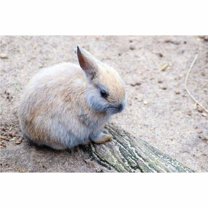 Baby Bunny Gloss Poster Printed | Wallhogs