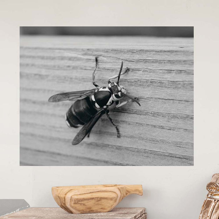 29x36 Bee Wall Decal Installed on Wall