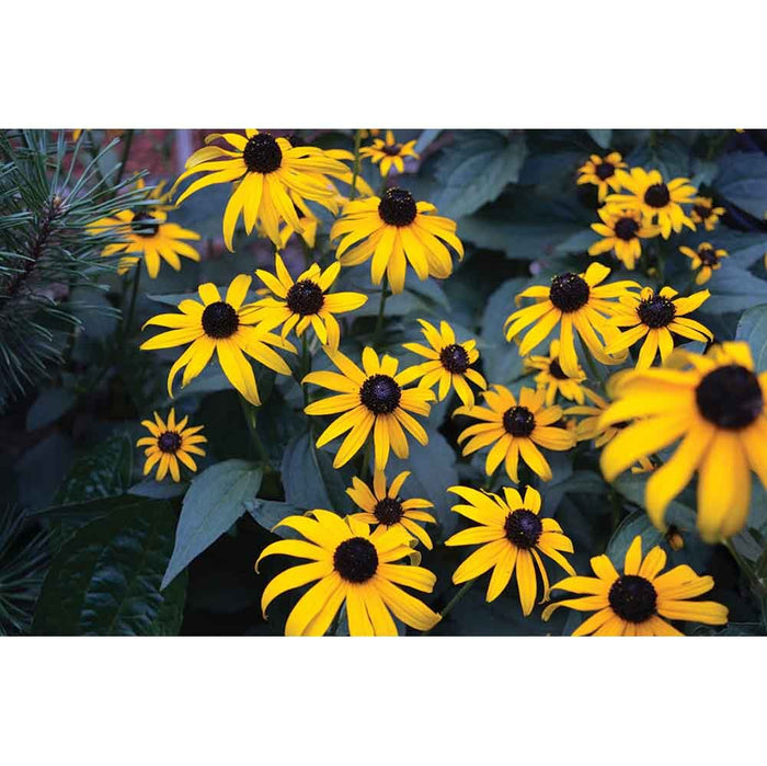 Bunch of Daisies Wall Decal Printed | Walllhogs