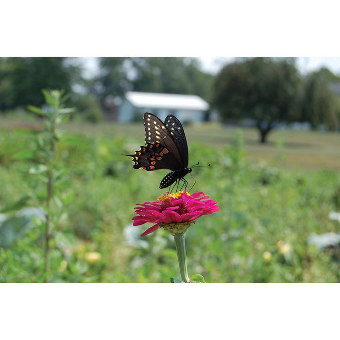 Butterfly Wall Decal Printed | Wallhogs