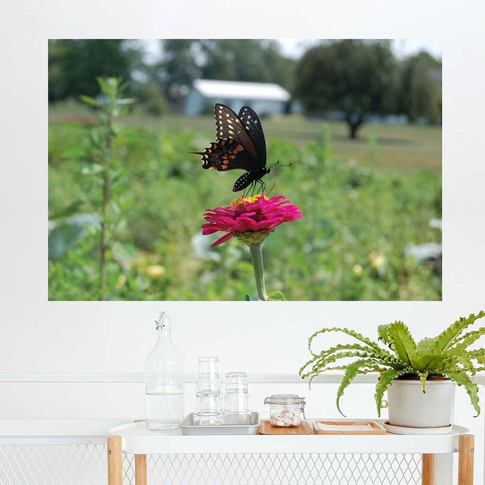 48 inch Butterfly Wall Decal Installed on Wall