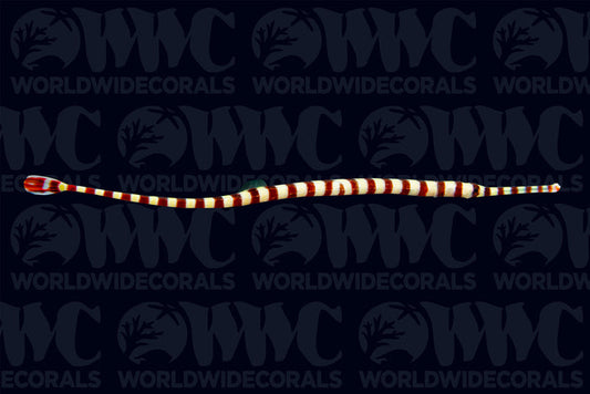 Banded Pipefish - Philippines