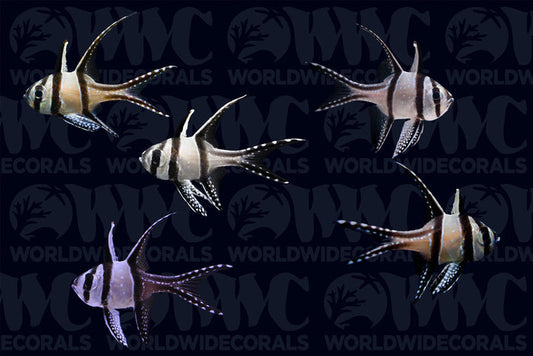 Banggai Cardinalfish - Aquacultured (5-Lot) - Thailand