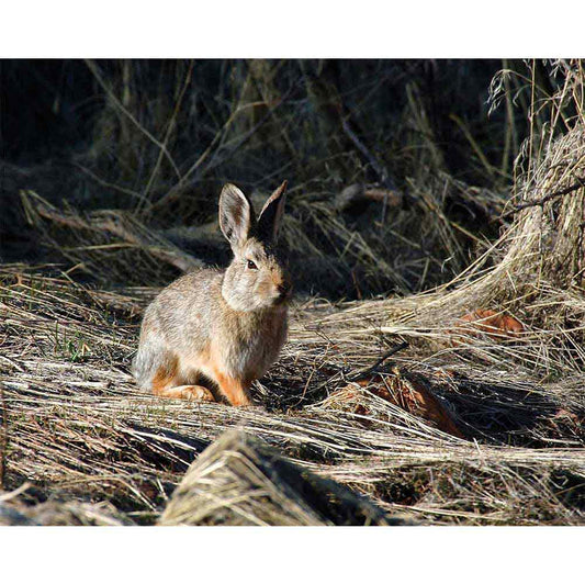 Cottontail Gloss Poster Printed | Wallhogs
