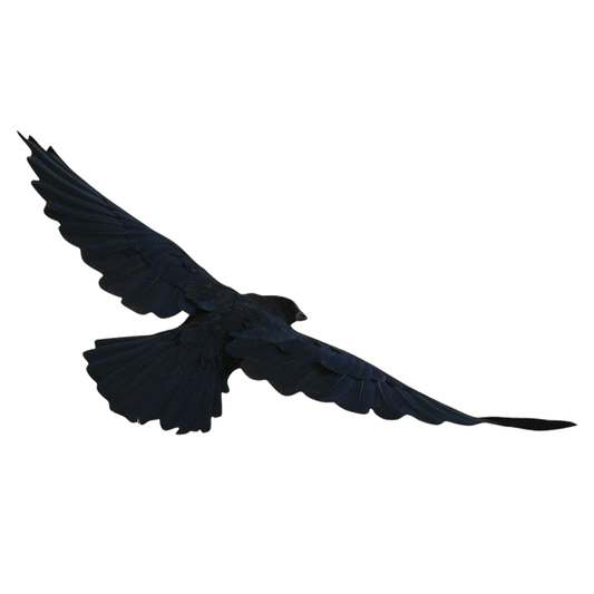 Cie-Cut Crow Wall Decal Printed | Wallhogs