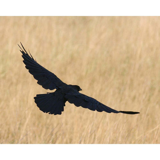 Crow Gloss Poster Printed | Wallhogs