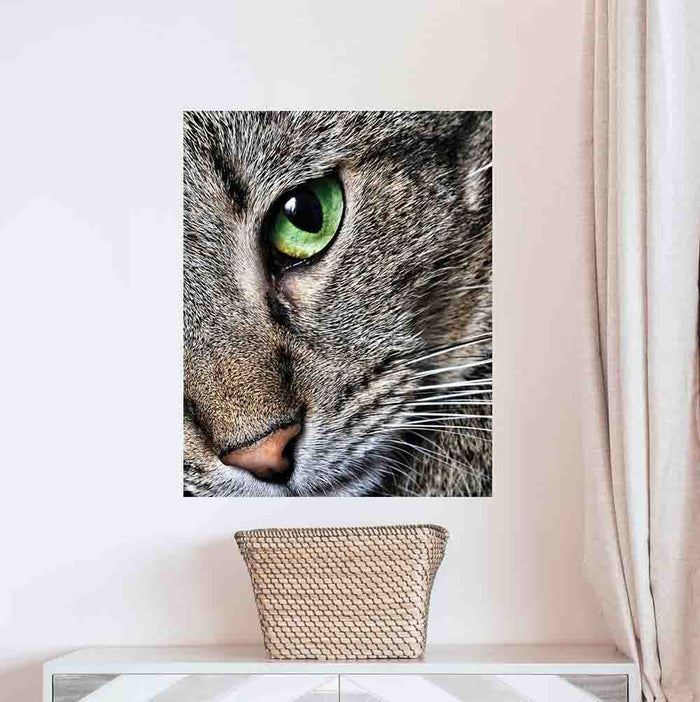 19x24 Max Close  Up Cat Poster Displayed on Wall