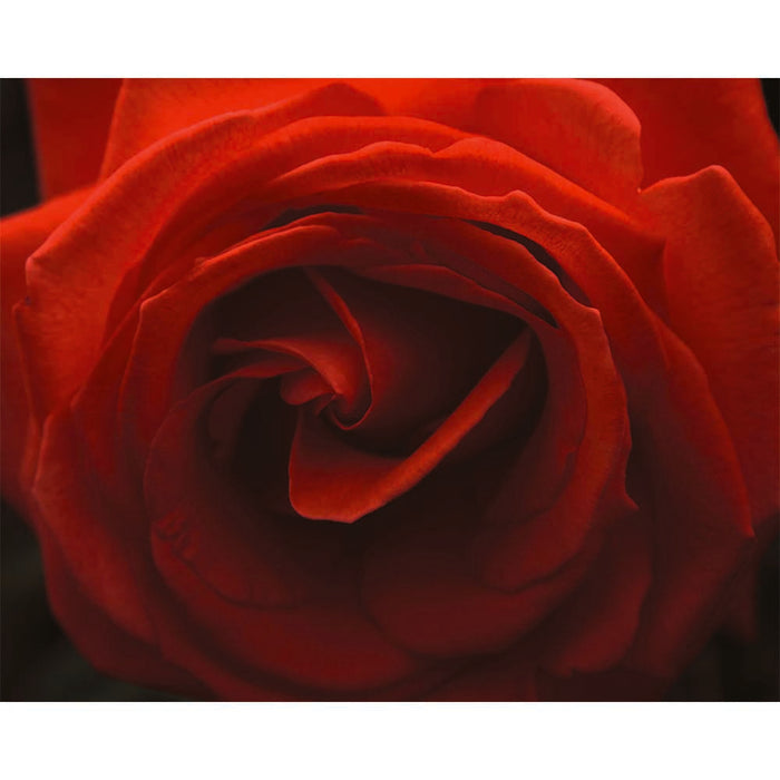 Rose Wall Decal Printed | Wallhogs