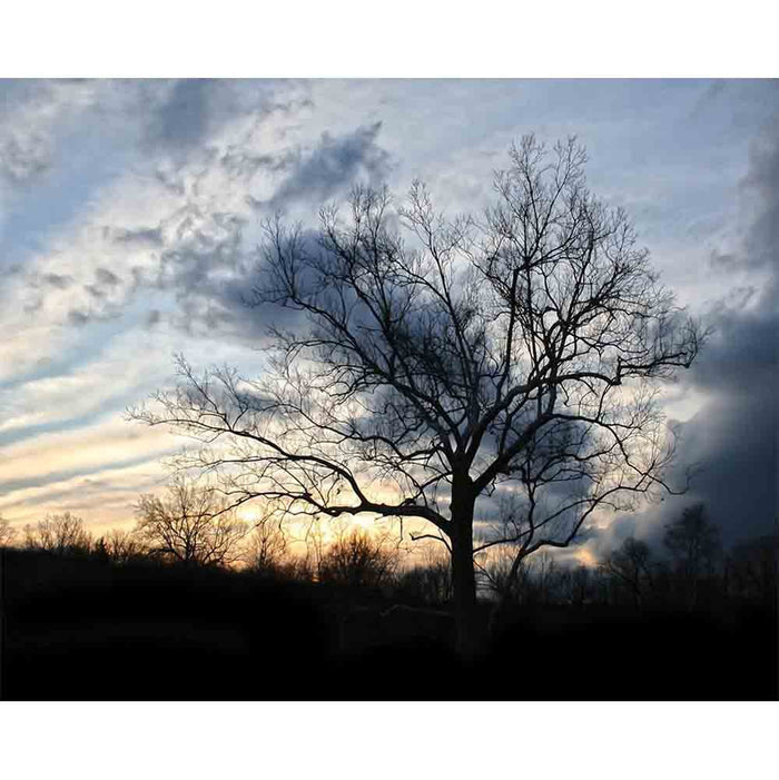 Sunset Tree Wall Decal Printed | Wallhogs