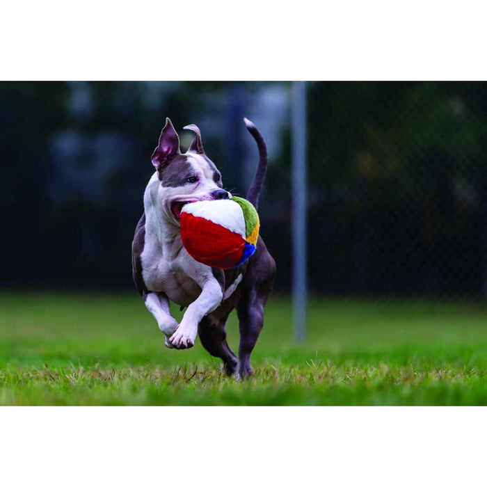 Dog playing with Beach Ball Plush Toy