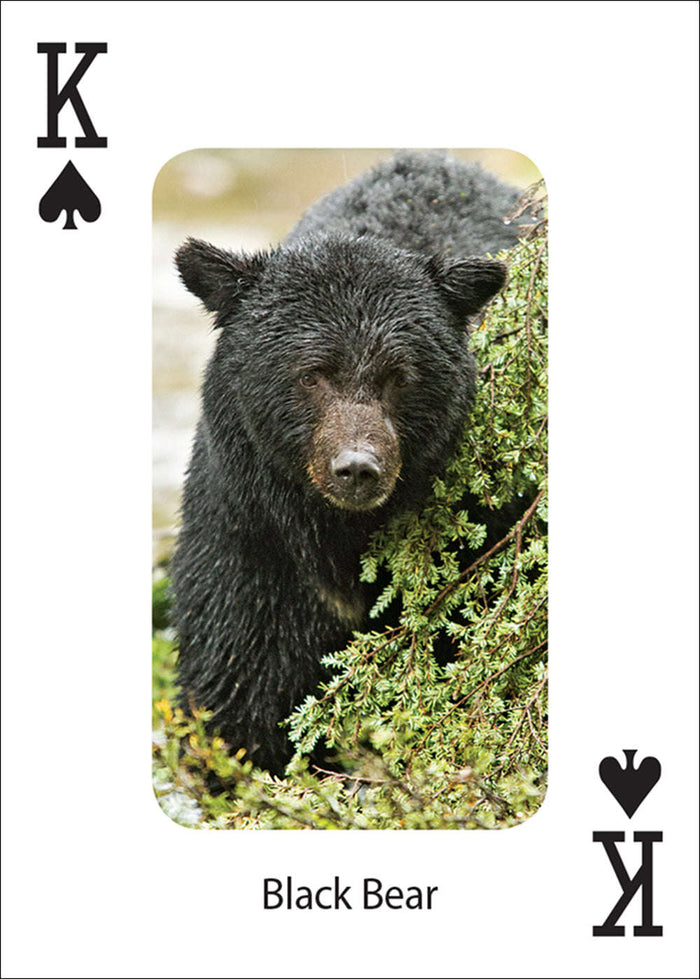 PlayingCardDecks.com-Bears Playing Cards