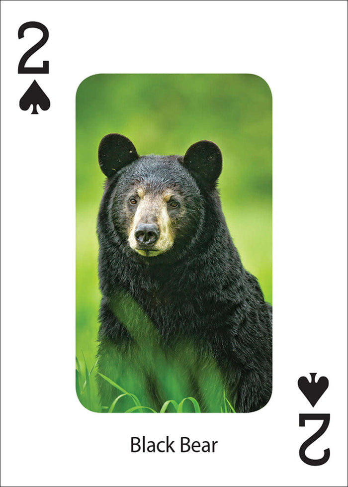 PlayingCardDecks.com-Bears Playing Cards