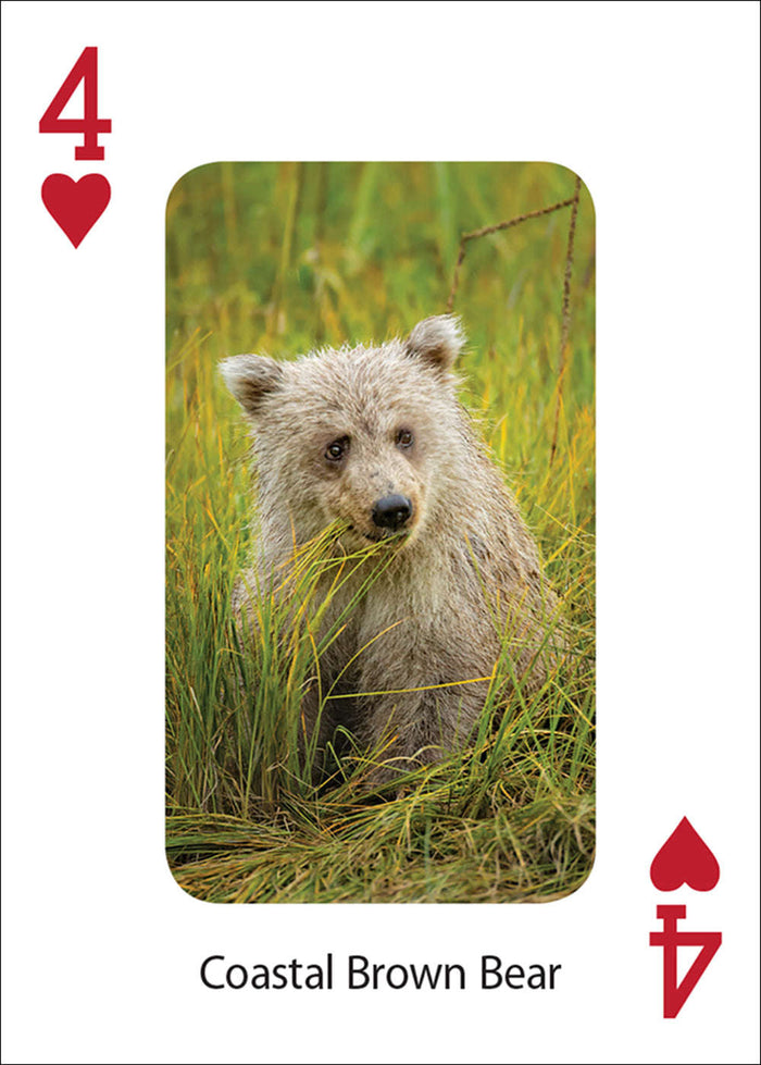 PlayingCardDecks.com-Bears Playing Cards