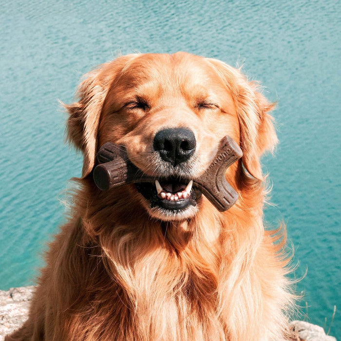 Dog chewing on Benebone Stick Bacon Flavor.