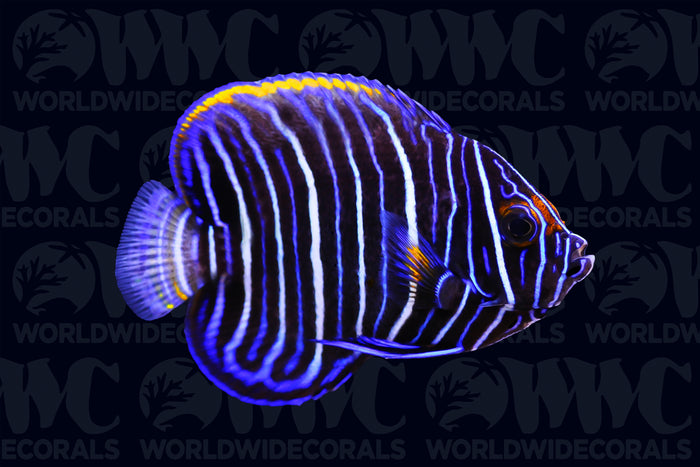 Blue Face Angelfish - Juvenile - Indian Ocean