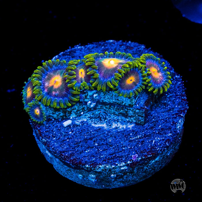 Blue Pinwheel Zoanthids