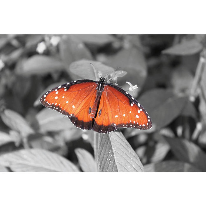 Butterfly Wall Decal Printed | Wallhogs