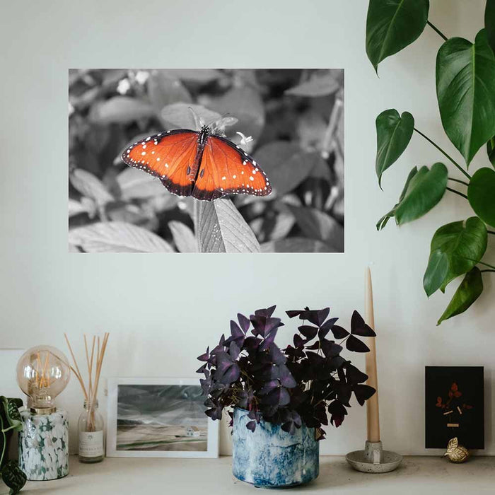 16x24 inch Butterfly Decal Installed on Wall