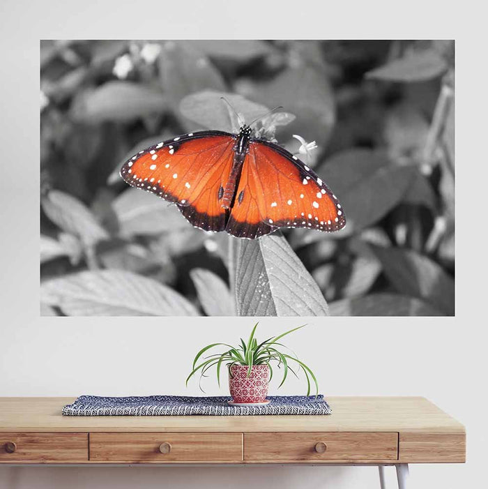 32x48 inch Butterfly Decal Installed Above Table
