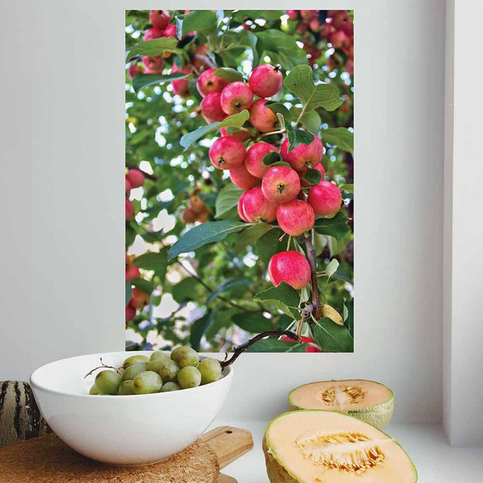 16x24 inch Crab Apples Poster Displayed in Kitchen