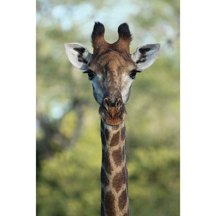 Giraffe Wall Decal Printed | Wallhogs