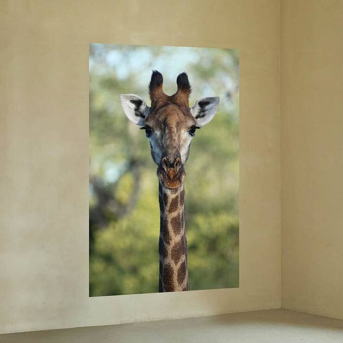 32x48 inch Giraffe Decal Installed on Wall