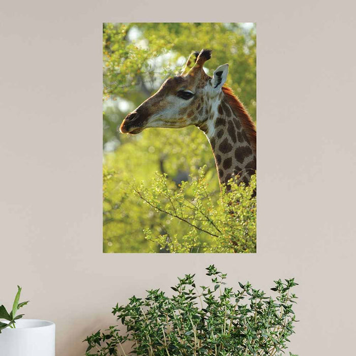 16x24 inch Giraffe Profile Decal Installed Above Greenery