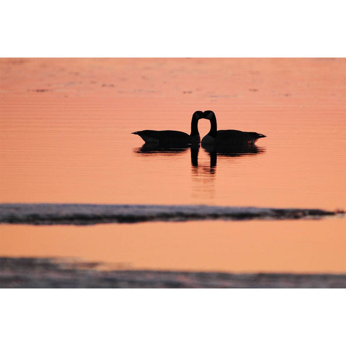 Goose Love Wall Decal Printed | Wallhogs