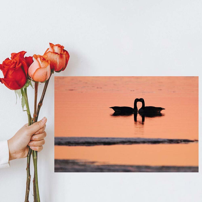 16x24 inch Goose Love Decal Installed on Wall